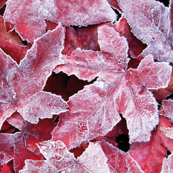 Liquidambar leaves