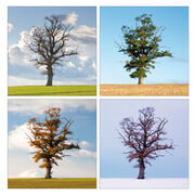 Oak tree, Dorset