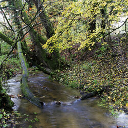 Oddford Brook, Tisbury, Wiltshire