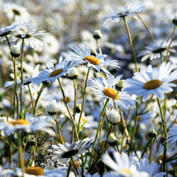 Ox-eye daisies