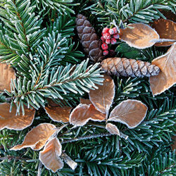 Pine and beech leaves