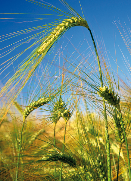 Ripening barley