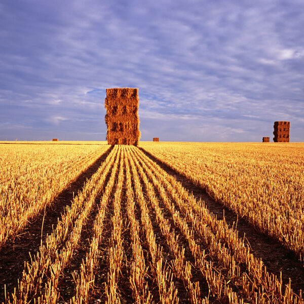Salisbury Plain