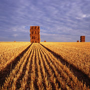 Salisbury Plain