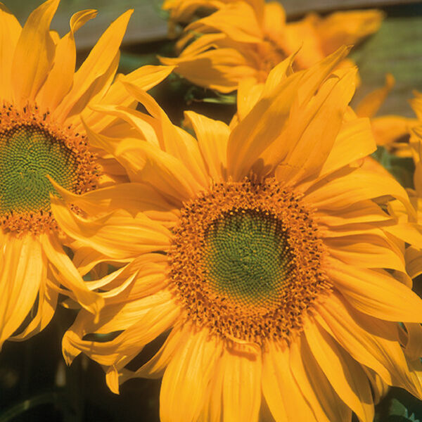 Sunflowers