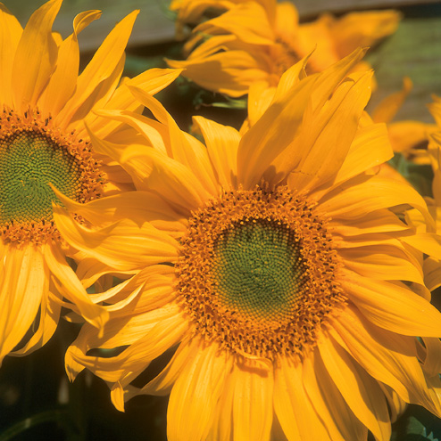 Sunflowers