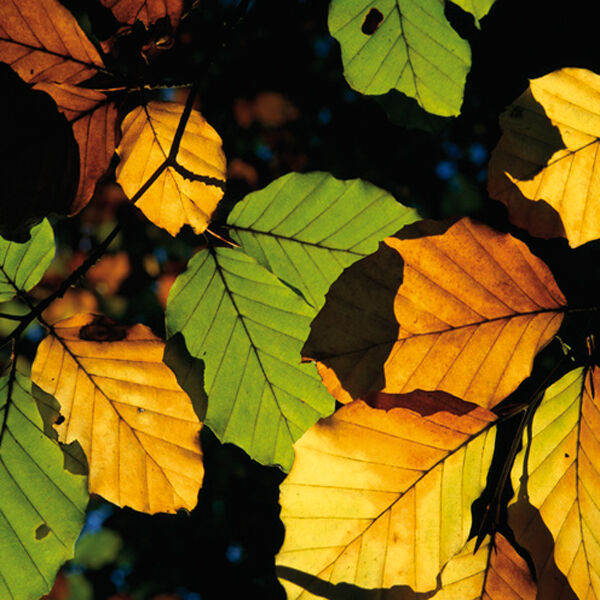 Sunlit beech leaves