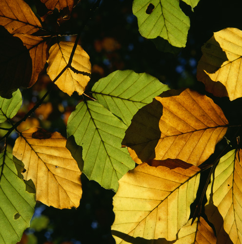 Sunlit beech leaves