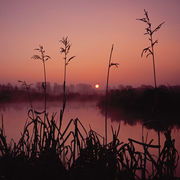 Sunrise, River Wylye