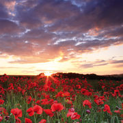 Sunset, Stockton