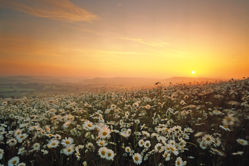 Sunrise and Daisies