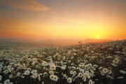 Sunrise and Daisies