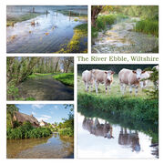 The River Ebble, Wiltshire