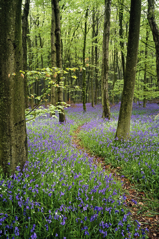 Bluebell Path