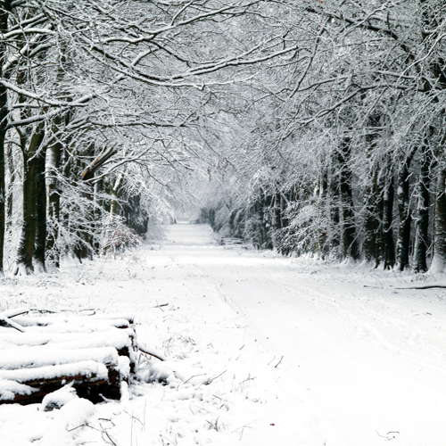 Grovely Wood
