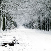 Grovely Wood - pack of 10 cards and envelopes