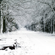 Grovely Wood