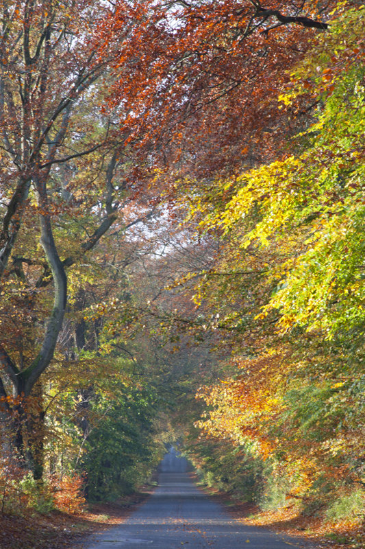 Bishopstone Road, Wilton