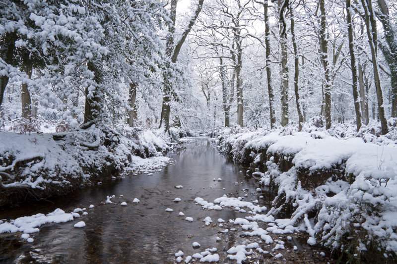 Amberwood Snow