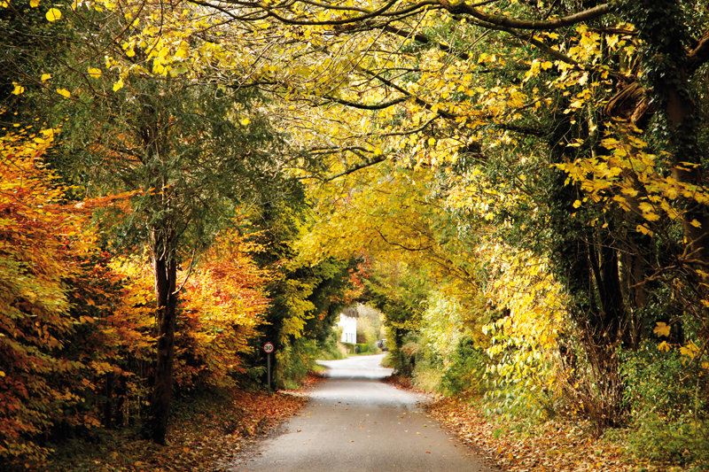 Tunnel of Autumn Leaves