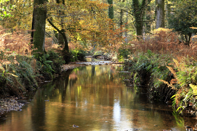 Latchmore Brook