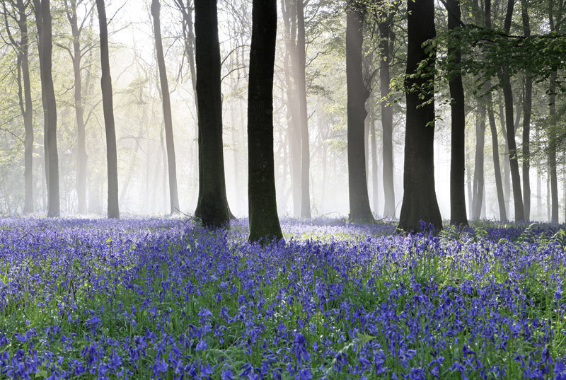 Bluebells and Mist