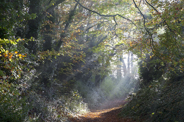 Autumn Sunlight