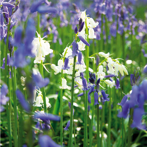 White bluebells