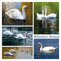 Wiltshire Swans