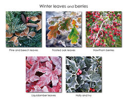 Winter leaves and berries
