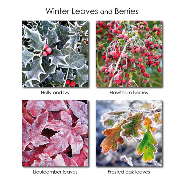 Winter Leaves and Berries