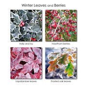 Winter Leaves and Berries - mixed pack of 12 cards and envelopes