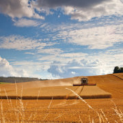 Harvest, Great Wishford