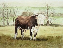 CHB - Hereford Bull