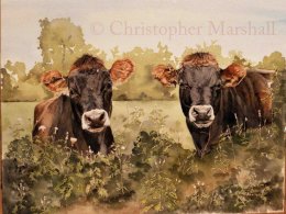 CJC - Jersey Cows