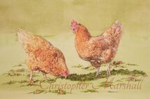 CKS - Chickens