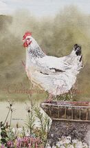 CLS - Light Sussex Hen