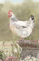 CLS - Light Sussex Hen
