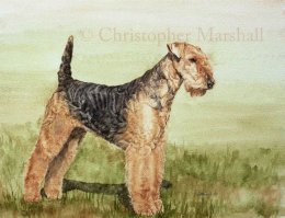 DAT - Airedale Terrier