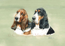 DBH - Bassett Hounds