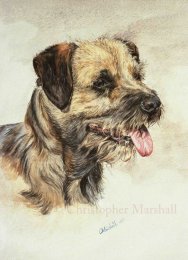 DBT1 - Border Terrier