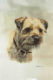 DBT2 - Border Terrier