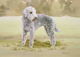 DBT - Bedlington Terrier