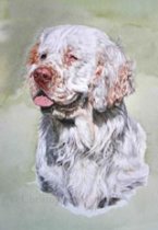 DCS - Clumber Spaniel