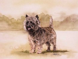 DCT - Cairn Terrier