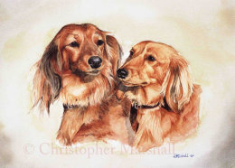 DDS1 - Long-haired Dachshund