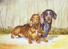 DDS2 - Smooth-haired Dachshund