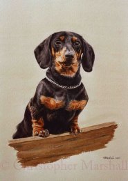 DDS3 - Smooth-haired Dachshund
