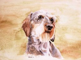 DDS4 - Wire-haired Dachshund