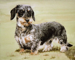 DDS5 - Wire-haired_Dachshund